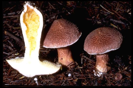 Image of Suillus cavipes (Klotzsch) A. H. Sm. & Thiers 1964