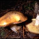 Plancia ëd Suillus granulatus (L.) Roussel 1796