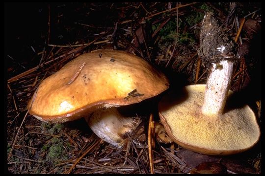 Imagem de Suillus granulatus (L.) Roussel 1796