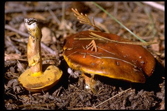 Image of Suillus grevillei (Klotzsch) Singer 1945