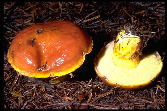 Image of Suillus grevillei (Klotzsch) Singer 1945