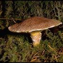 Image of Western Painted Suillus