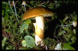 Imagem de Suillus subolivaceus A. H. Sm. & Thiers 1964