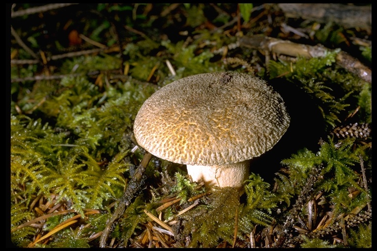 Imagem de Suillus tomentosus Singer 1960