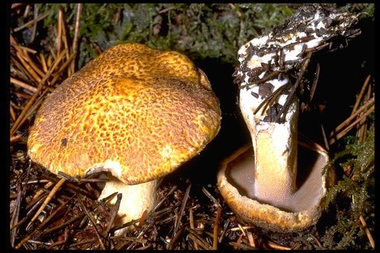 Image of Suillus tomentosus Singer 1960