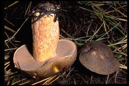 Image de Suillus tomentosus Singer 1960