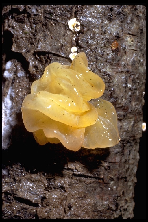 Image of Witches butter