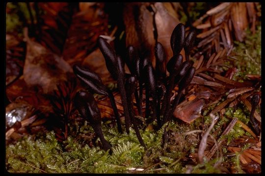 Image de Trichoglossum hirsutum (Pers.) Boud. 1907