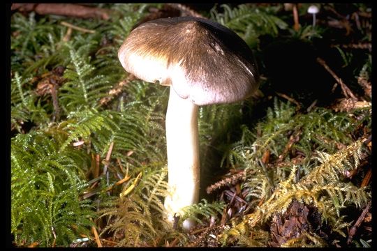 Tricholoma sejunctum (Sowerby) Quél. 1872 resmi