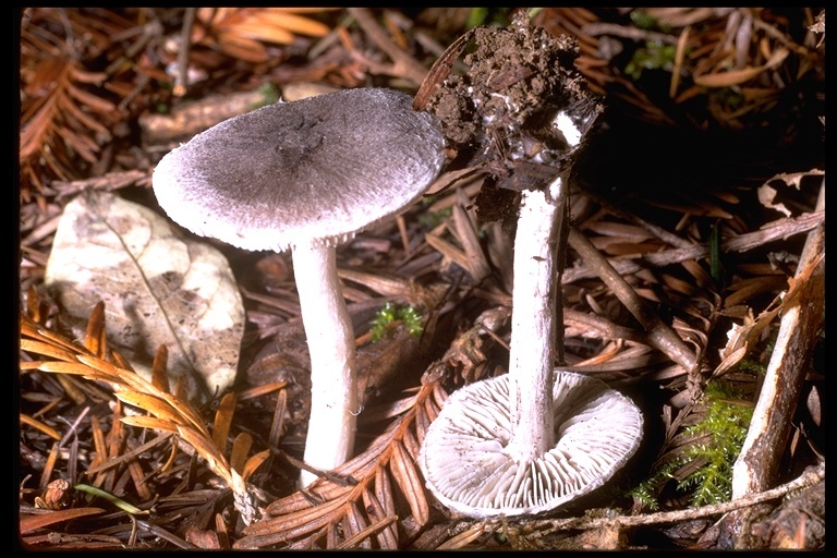 Imagem de Tricholoma terreum (Schaeff.) P. Kumm. 1871