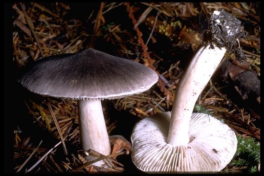 Imagem de Tricholoma virgatum (Fr.) P. Kumm. 1871