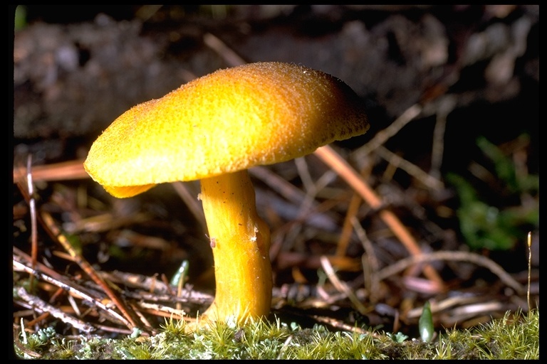 Tricholomopsis decora (Fr.) Singer 1939 resmi