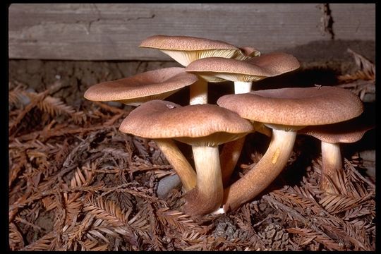 Plancia ëd Tricholomopsis rutilans (Schaeff.) Singer 1939