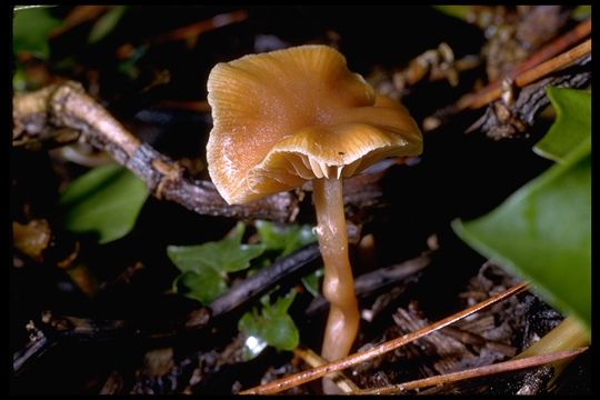 Image of <i>Tubaria pellucida</i>