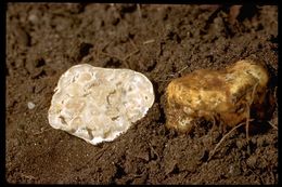 Image of Oregon white truffle