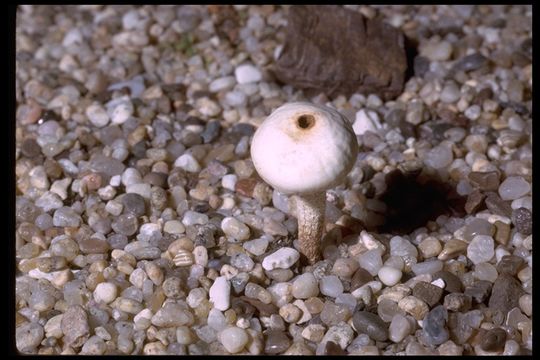 Image of Tulostoma fibrillosum V. S. White 1901