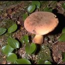 Image de Tylopilus