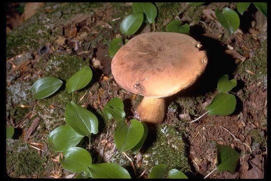 Слика од Tylopilus felleus (Bull.) P. Karst. 1881