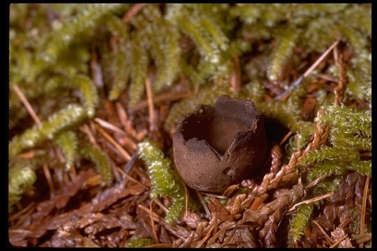 Image of Devil's Urn