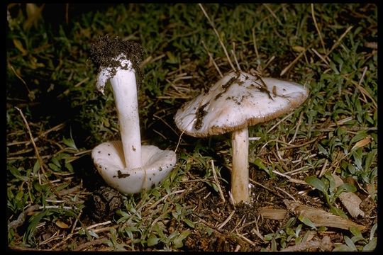 Image of <i>Volvariella gloiocephala</i>