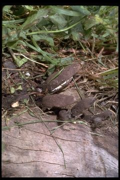 Imagem de Xylaria polymorpha (Pers.) Grev. 1824