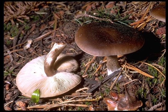 Слика од Melanoleuca melaleuca (Pers.) Murrill 1911