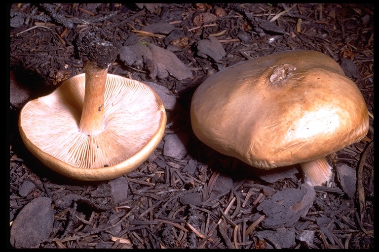 Image de Melanoleuca