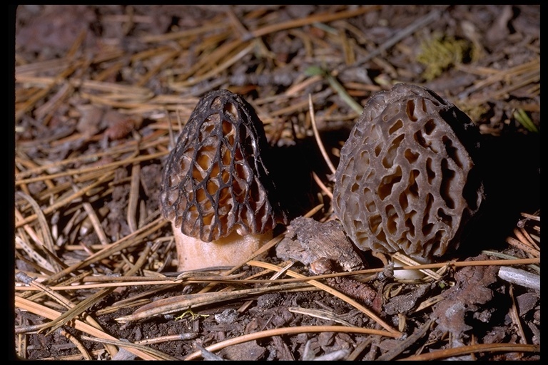 Plancia ëd Morchella angusticeps Peck 1887