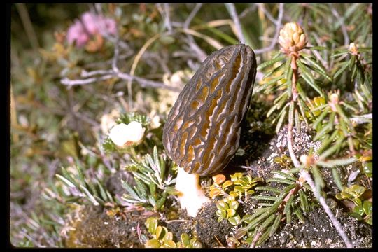 Image of Morchella angusticeps Peck 1887