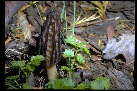 Image of Morchella angusticeps Peck 1887