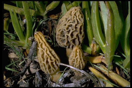 Image of <i>Morchella conica</i>