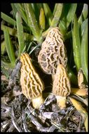 Plancia ëd <i>Morchella conica</i>