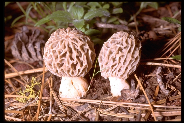 Plancia ëd Morchella esculenta (L.) Pers. 1801