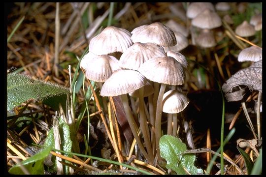 Image of Mycena alcalina (Fr.) P. Kumm. 1871