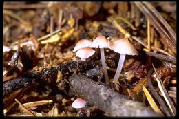 Image of <i>Mycena amabilissima</i>