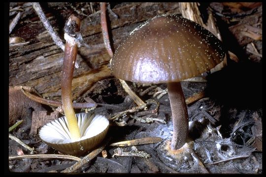 Image of Mycena griseoviridis A. H. Sm. 1947