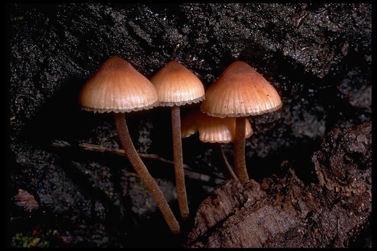 Image of Mycena haematopus (Pers.) P. Kumm. 1871