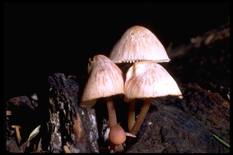 Image of Mycena haematopus (Pers.) P. Kumm. 1871