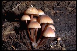 Image of Mycena haematopus (Pers.) P. Kumm. 1871