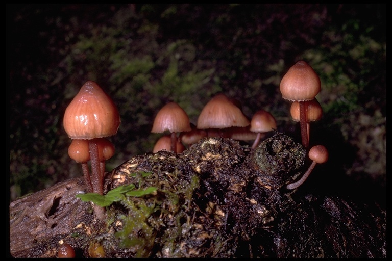 Image of Mycena haematopus (Pers.) P. Kumm. 1871