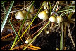 Image of Mycena epipterygia (Scop.) Gray 1821