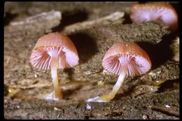 Plancia ëd Chromosera cyanophylla (Fr.) Redhead, Ammirati & Norvell 2011