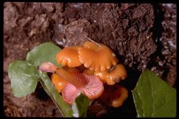 Image of Chromosera cyanophylla (Fr.) Redhead, Ammirati & Norvell 2011