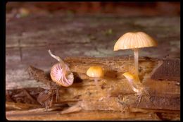 Image of Chromosera cyanophylla (Fr.) Redhead, Ammirati & Norvell 2011