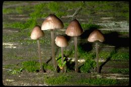 Sivun Mycena occidentalis (Murrill) Murrill 1916 kuva