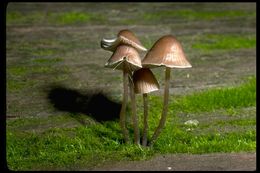 Sivun Mycena occidentalis (Murrill) Murrill 1916 kuva