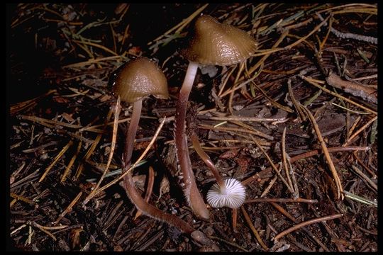 صورة Mycena overholtsii A. H. Sm. & Solheim 1953