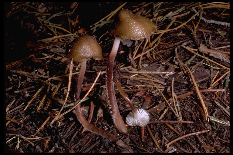 Image de Mycena overholtsii A. H. Sm. & Solheim 1953