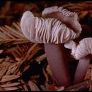 Imagem de Mycena pura (Pers.) P. Kumm. 1871