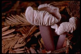 Image of Mycena pura (Pers.) P. Kumm. 1871